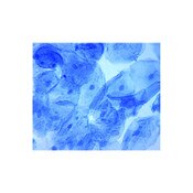 Methylene Blue